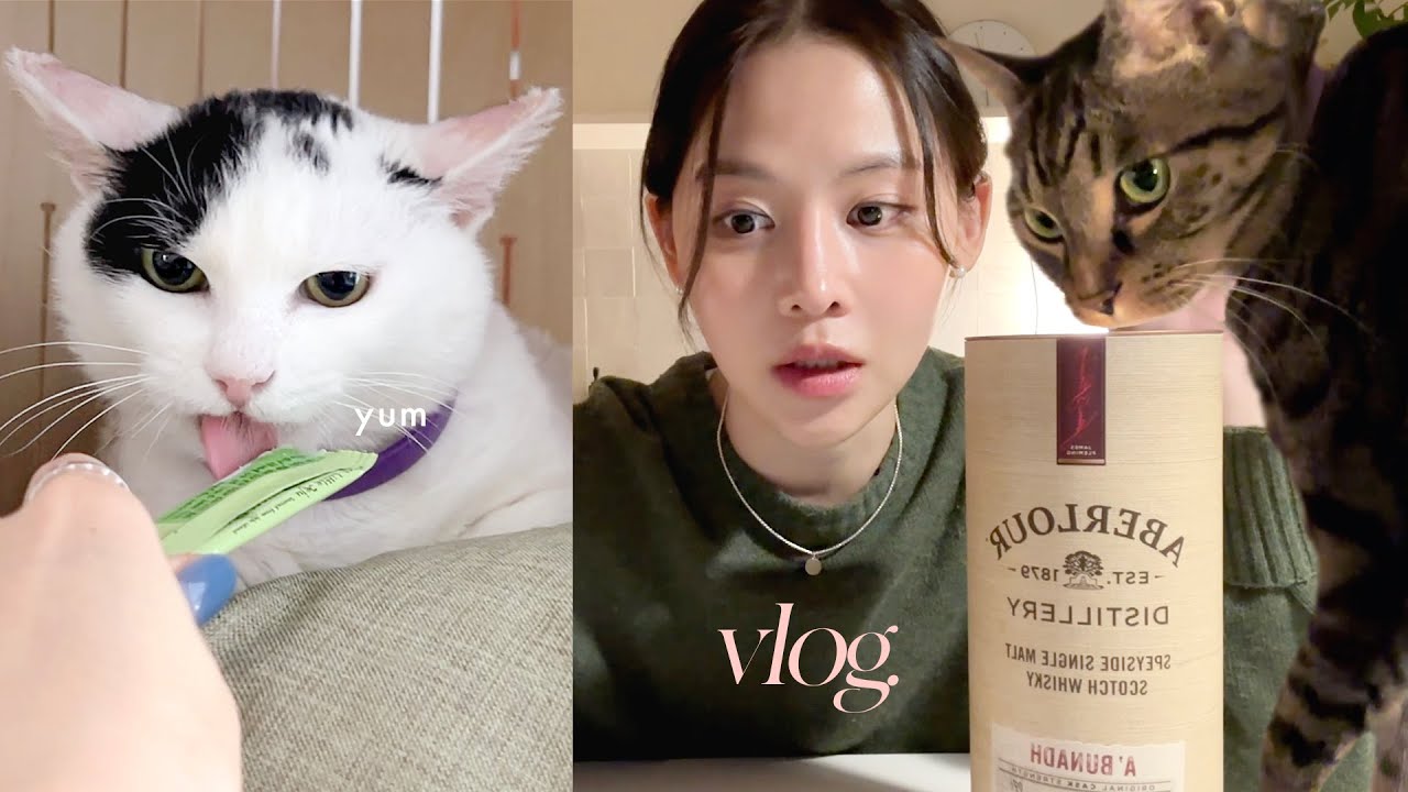 점점 털 찌는 모네 🐩 사료 바꿈🍚 윤또술🥃 집사 일상 브이로그 vlog