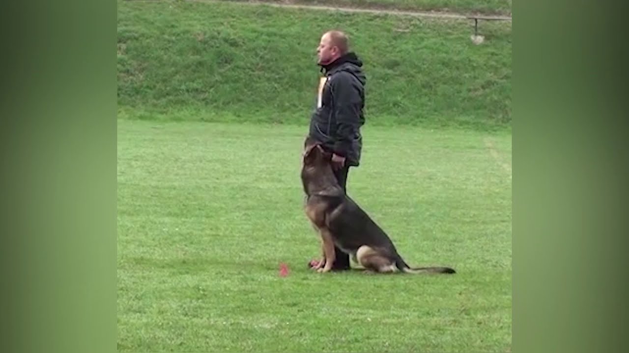 Лучшая дрессировка овчарки. Smartest german shepherd