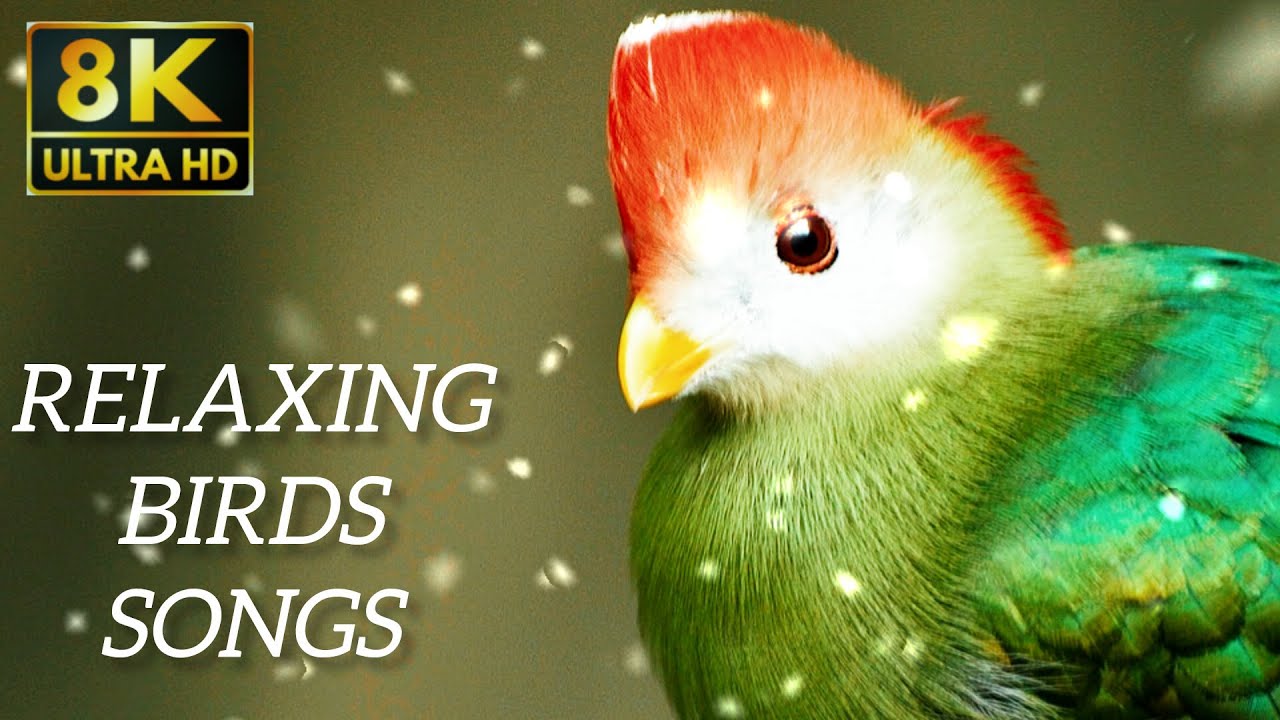 Peaceful Birds Chirping in Forest 🌿 For Stress Relief & Deep Sleep