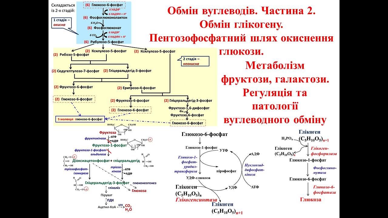 Крок 1 Біохімія. Обмін вуглеводів. Частина 2: обмін глікогену, ПФШ, метаболізм фруктози, галактози