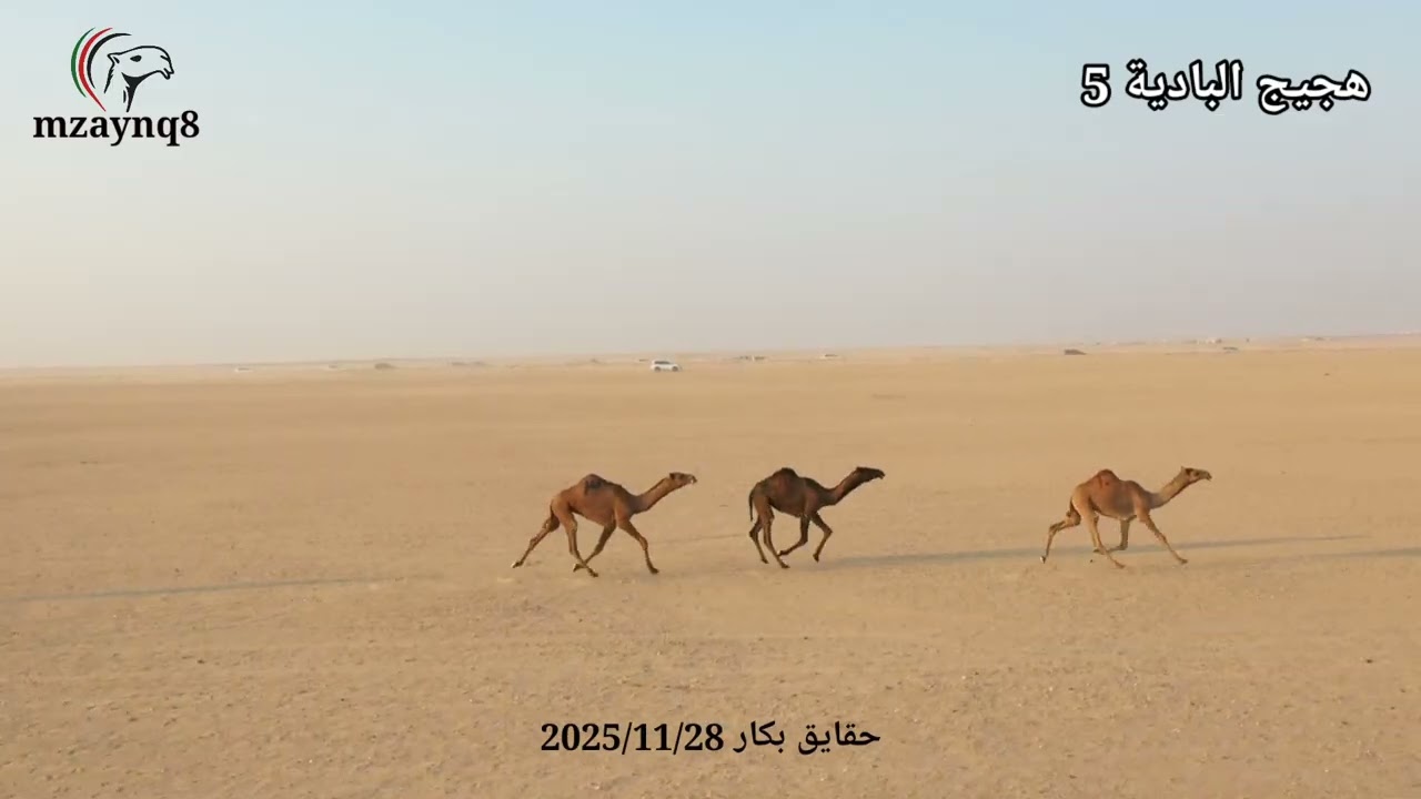 هجيج البادية الخامس ، سباق حقايق بكار الجمعة ٢٨ نوفمبر ٢٠٢٥ تصوير وإخراج حسين الحميدي