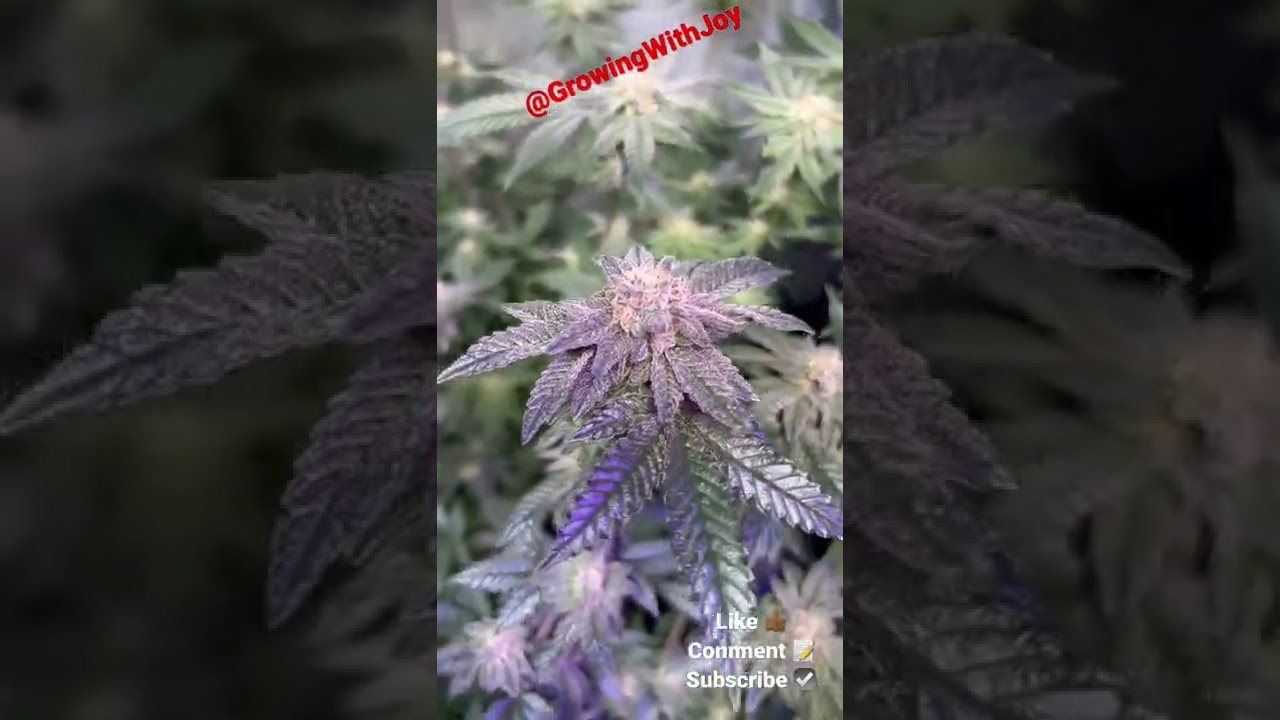 Indoor cannabis grow (MIDDLE OF FLOWER)