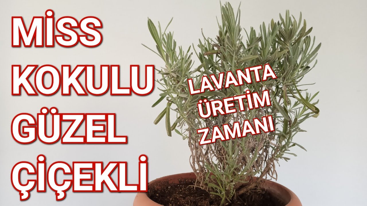 Lavantanın Bu Kadar Kolay Üretildiğine Çok Şaşıracaksınız