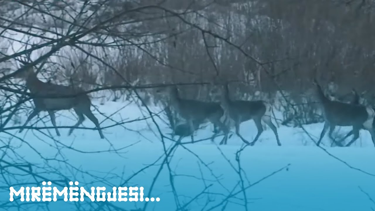 Blinaja, vendi magjik mes tri krahinave
