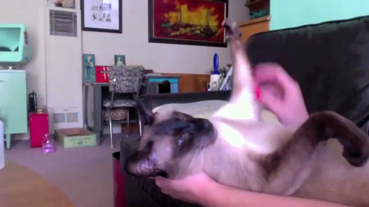 Elvis the Siamese Cat Loves Having His Arms Scratched
