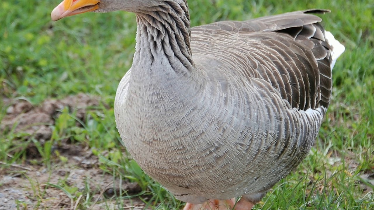 10 Oidoxie Deutsche soldaten