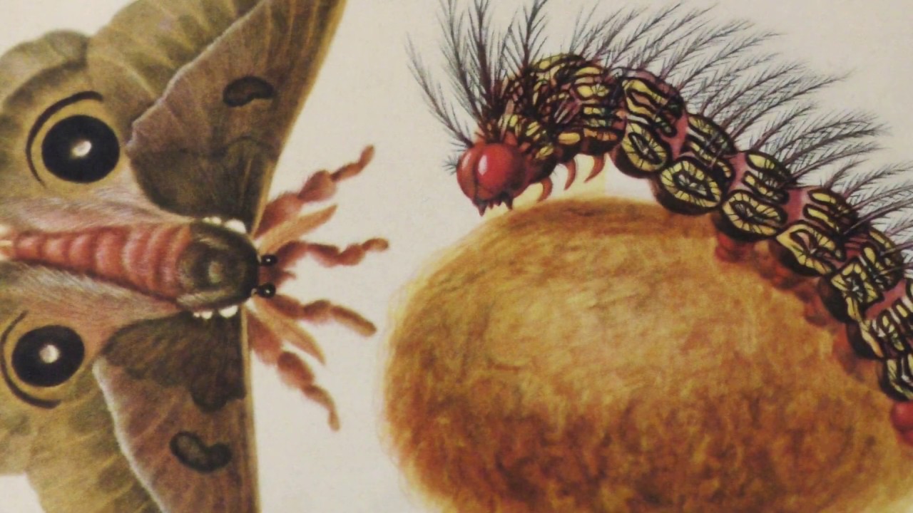 Maria Sybilla Merian. Metamorphosis. Rare original pictures.