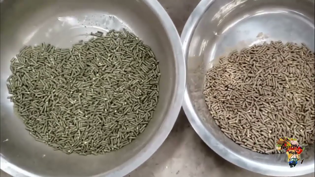 Aliment granulé – Aliment flottant