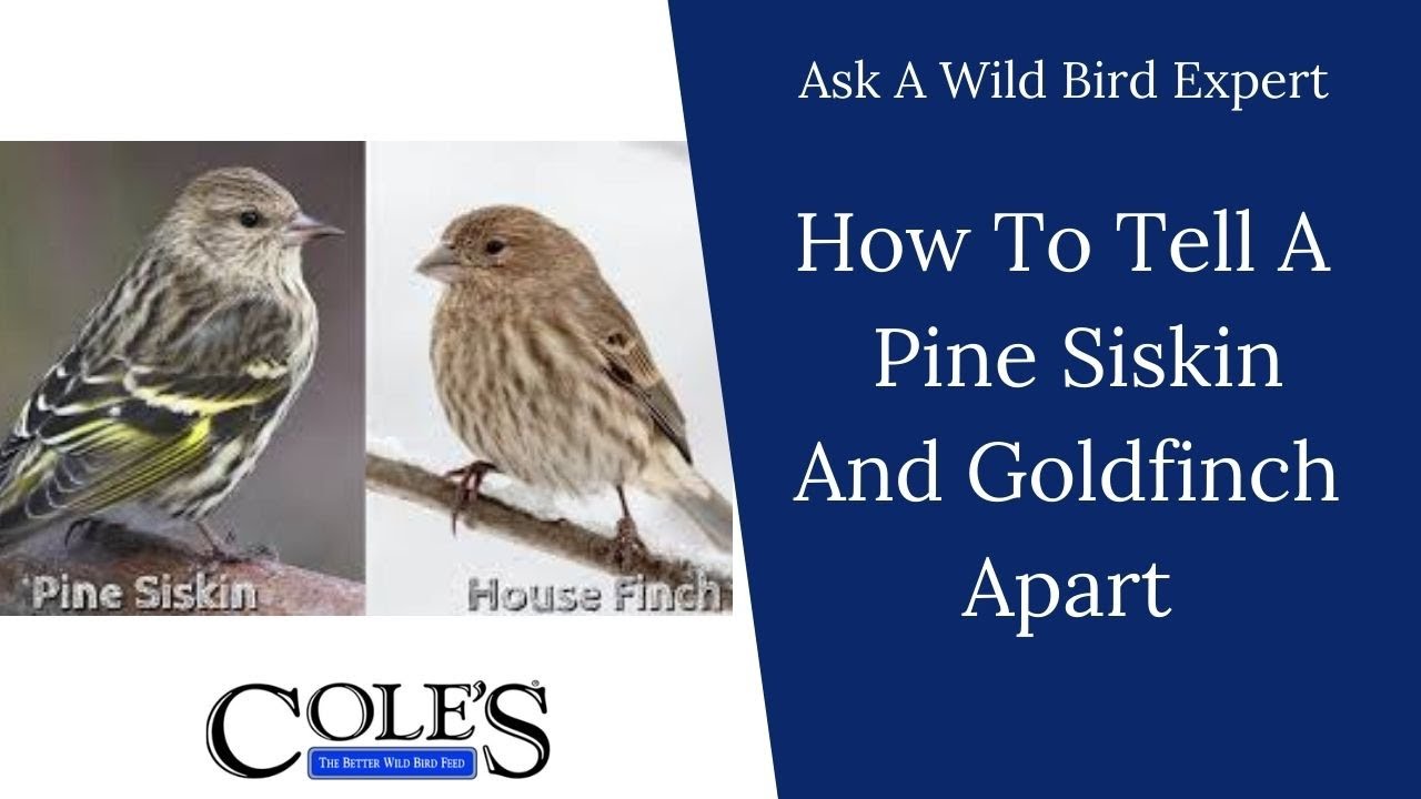 How To Tell A Pine Siskin And Goldfinch Apart