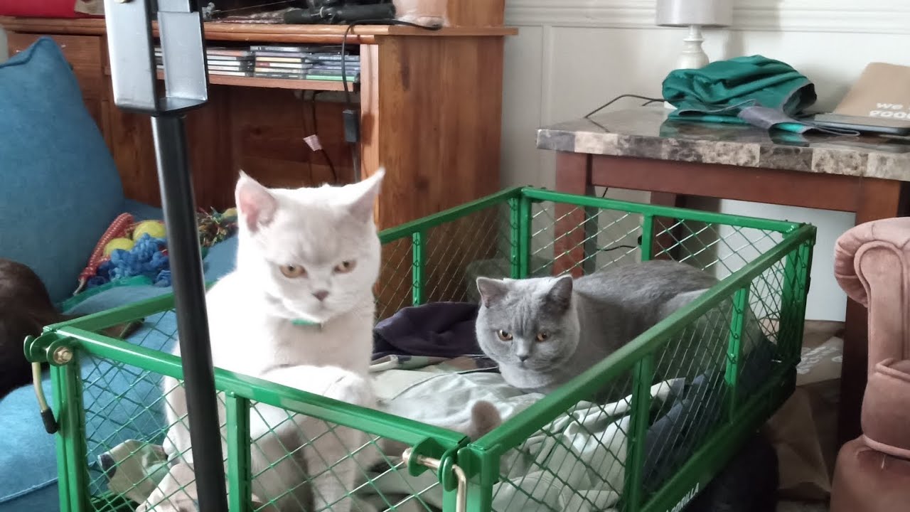 Kitty Wagon