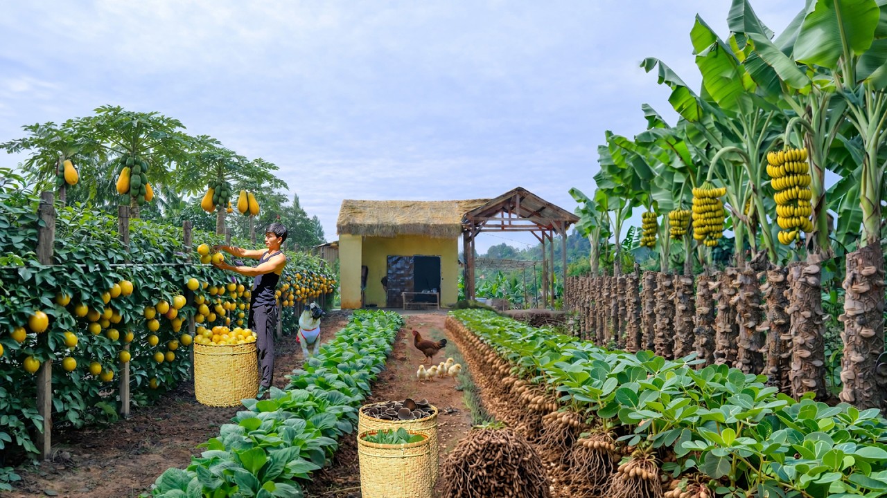 CEO Quits City Life to Farm Passion Fruit, Bananas, Peanuts, and Wood Ear Mushrooms in the Mountains