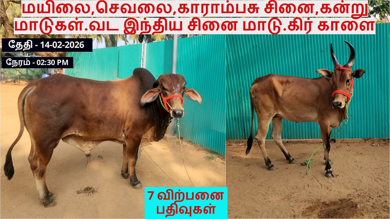 மயிலை,செவலை,காராம்பசு சினை,கன்று மாடுகள்.வட இந்திய சினை மாடு.கிர் காளை.