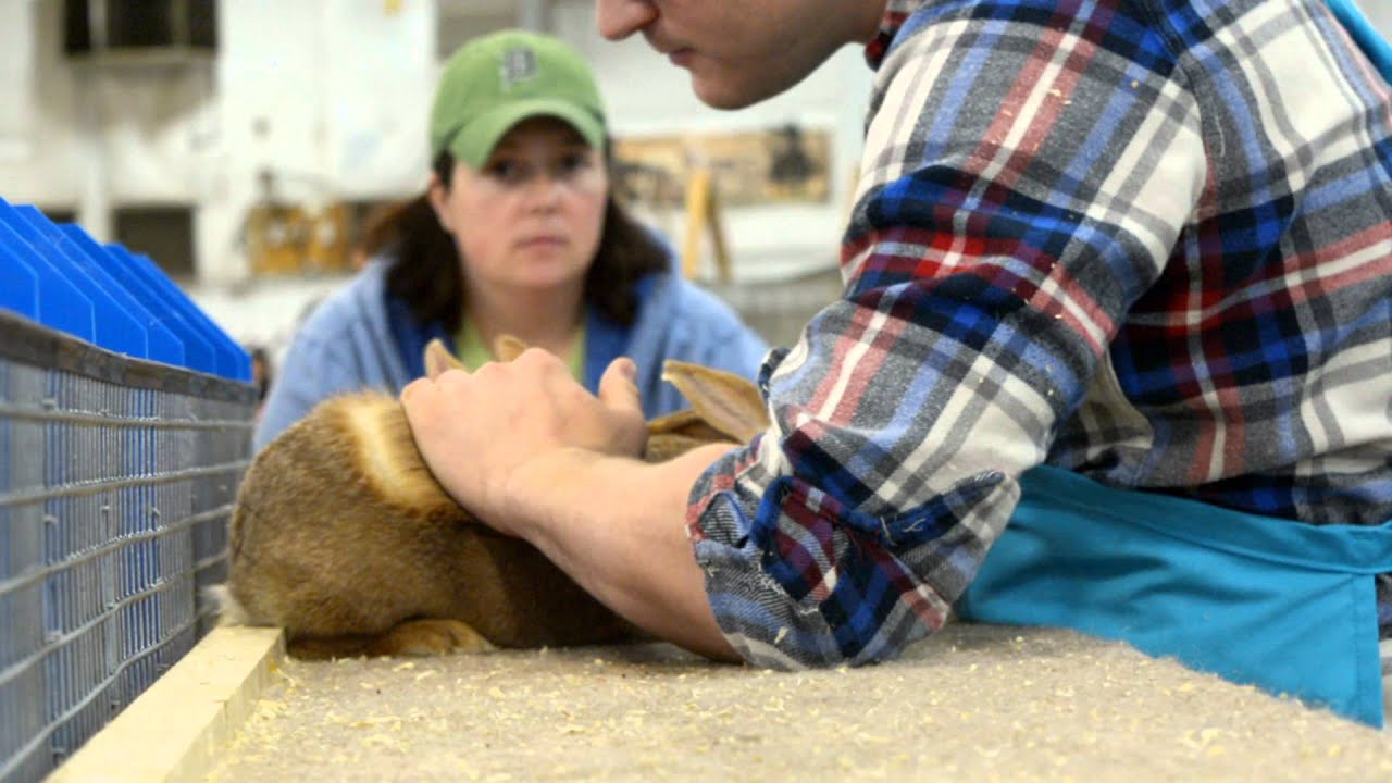2015 Silver Rabbit Judging- FAWNS - NSRC National Show