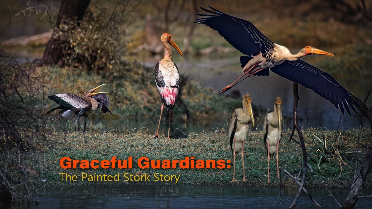 Graceful Guardians : The Painted Stork Story | The Majestic Birds That Will Take Your Breath Away 😲