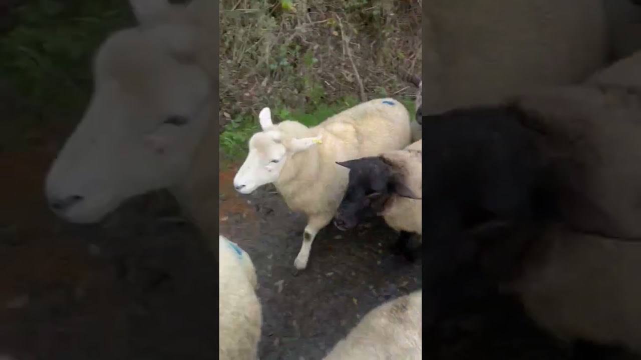 Sheep with the Ram running down farm track #sheep #cute #fun #animaltales #funny