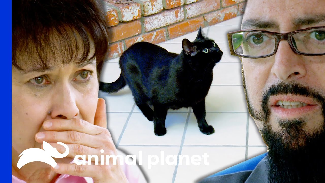 Just One Bite Could Infect This Cat With FIV | My Cat From Hell