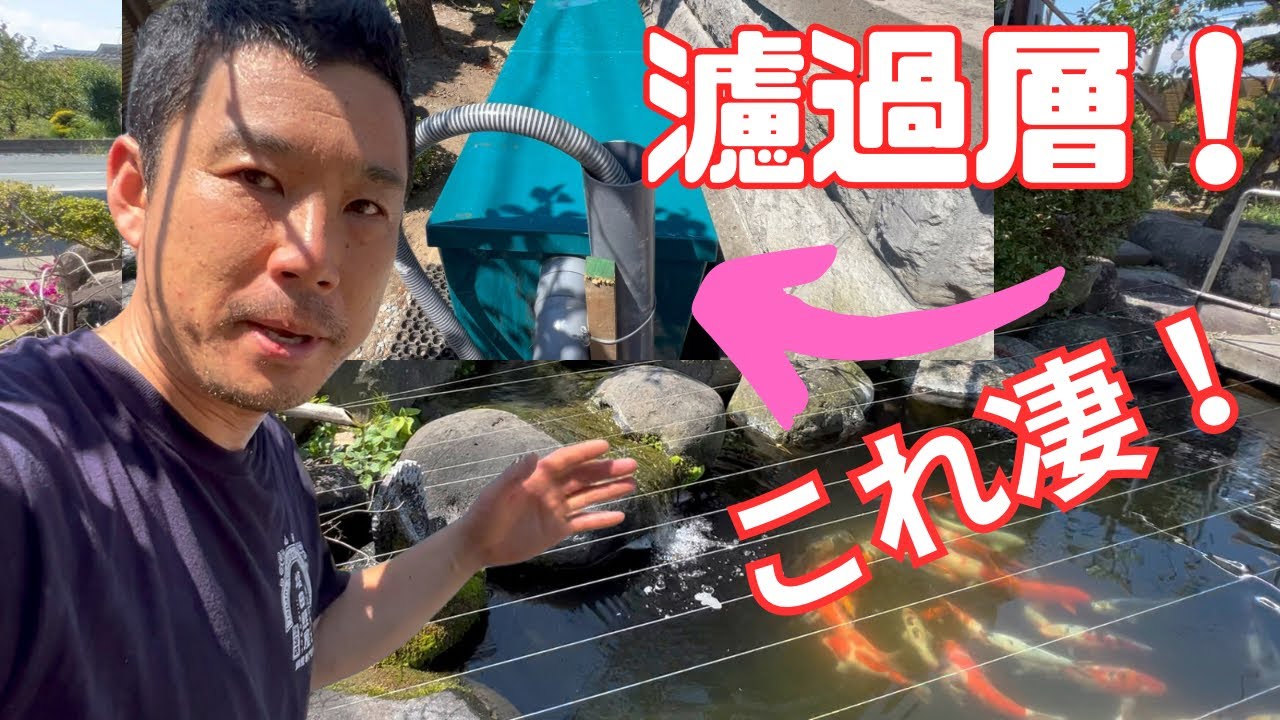 錦鯉濾過は効いているか？＃濾過槽＃錦鯉#koifish #koi