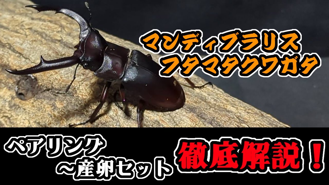 マンディブラリスフタマタ　スペシャルな産卵セット【亜雄晴のクワカブ飼育記】