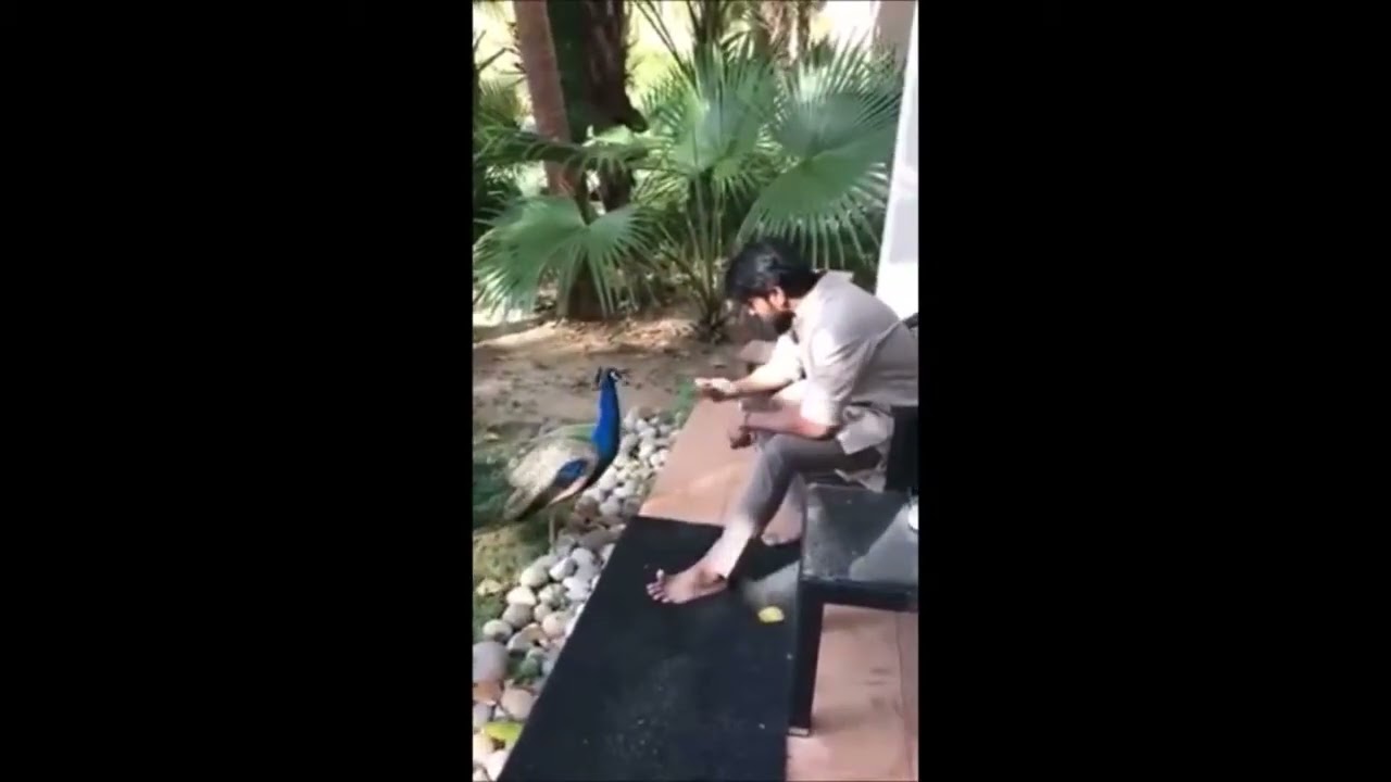 RamCharan Fun With PetiDogs & Birds   Ramcharan Unseen Videos