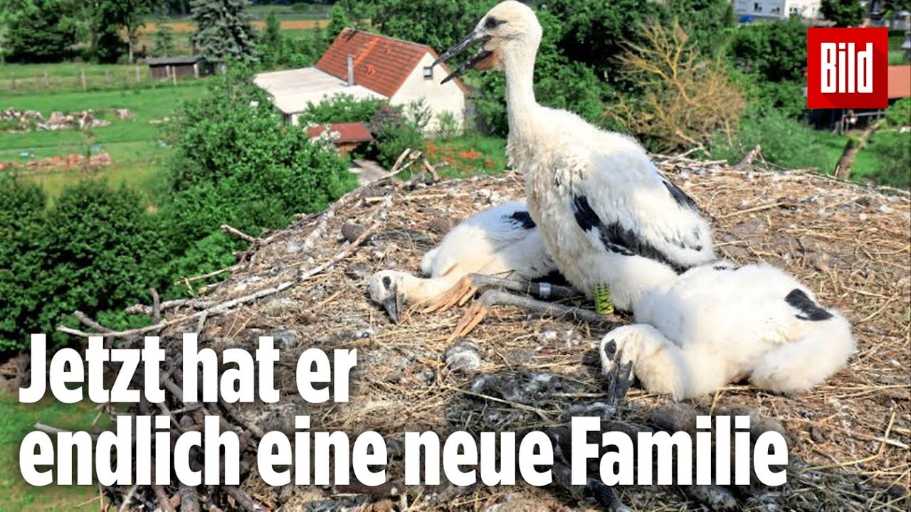 Storchenbaby per Kaiserschnitt aus dem Bauch seiner toten Mutter gerettet