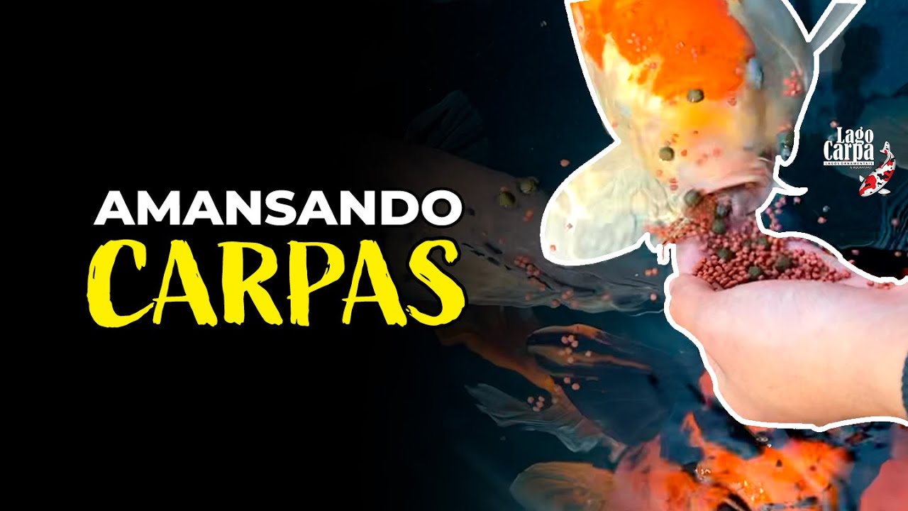 Dicas para AMANSAR suas carpas!