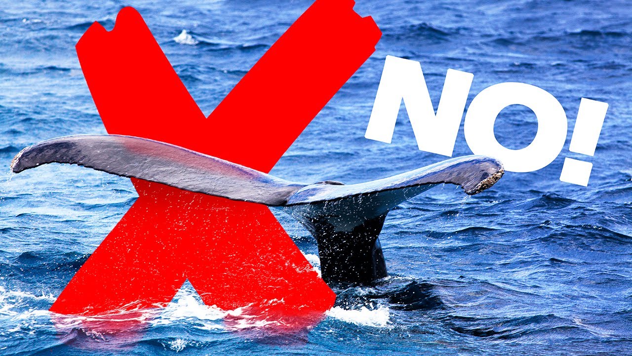 WHALE FAIL! - How NOT to photograph whales