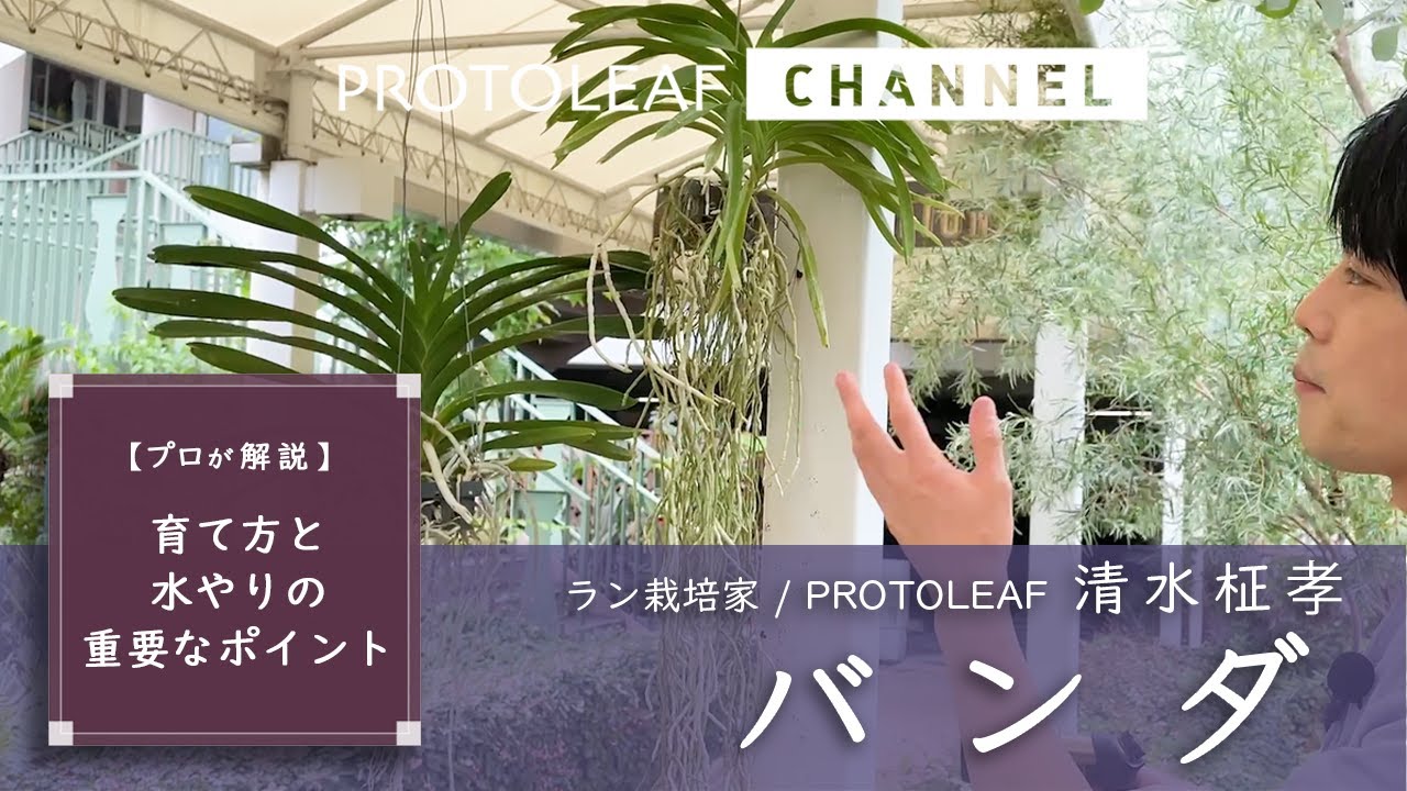 【プロが解説】バンダの育て方と水やりの重要なポイント