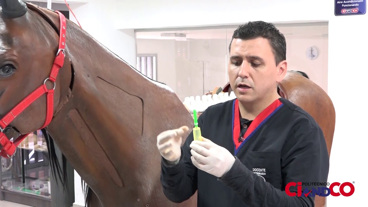 Simulador Equino - Inyecciones y cateter