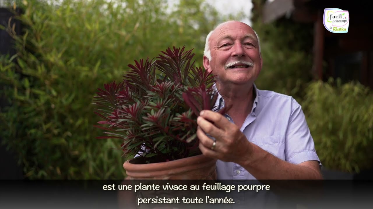 Découvrir l'Euphorbe Miners Merlot