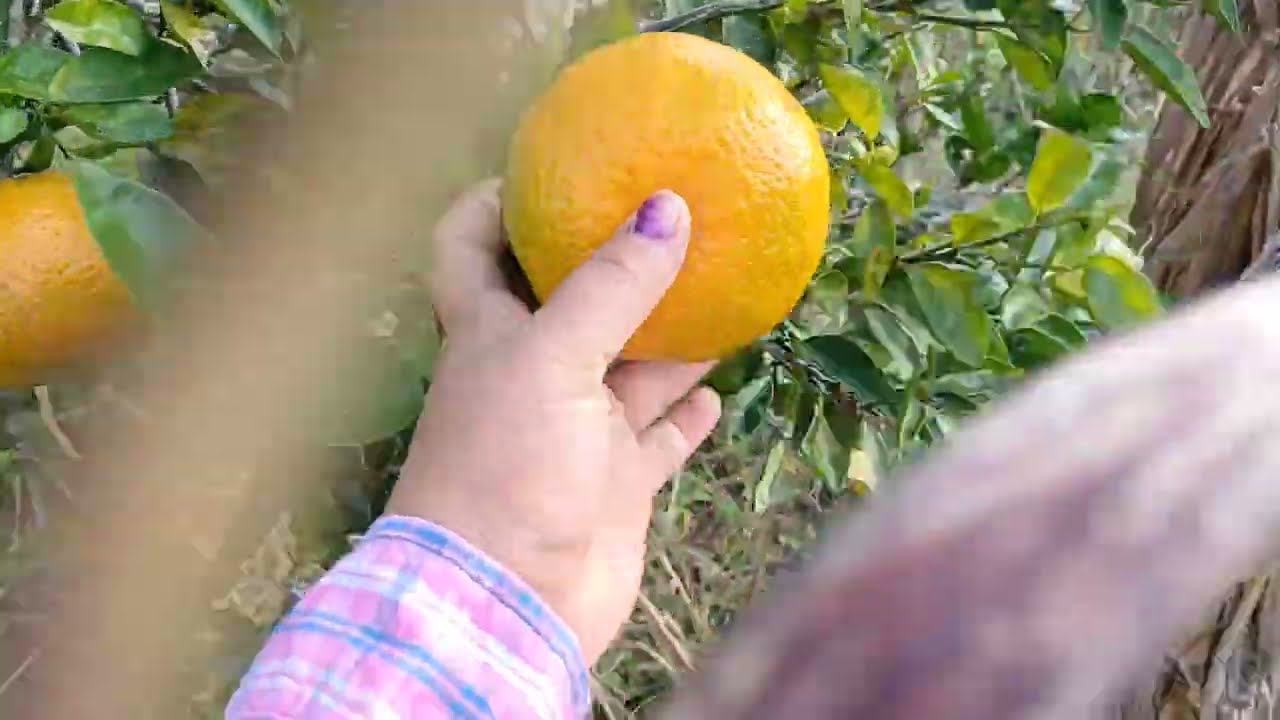 Cosecha de naranjas 