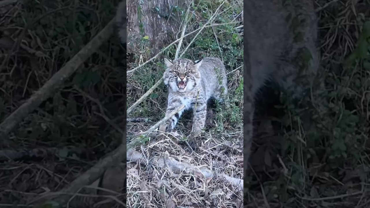 Rescue an injured lynx #animals #shorts