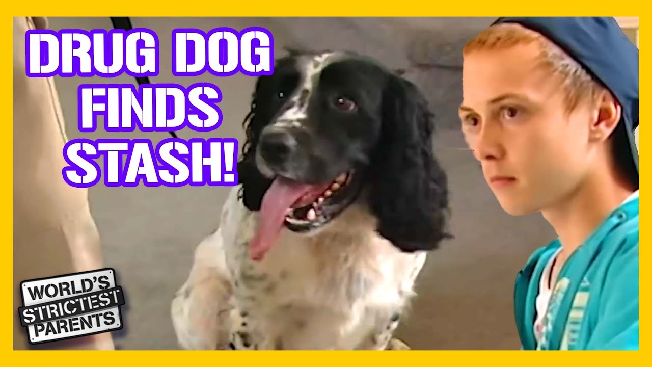 Drug Dog Searches Troubled Teens' Luggage for Marijuana 🌿 | World's Strictest Parents