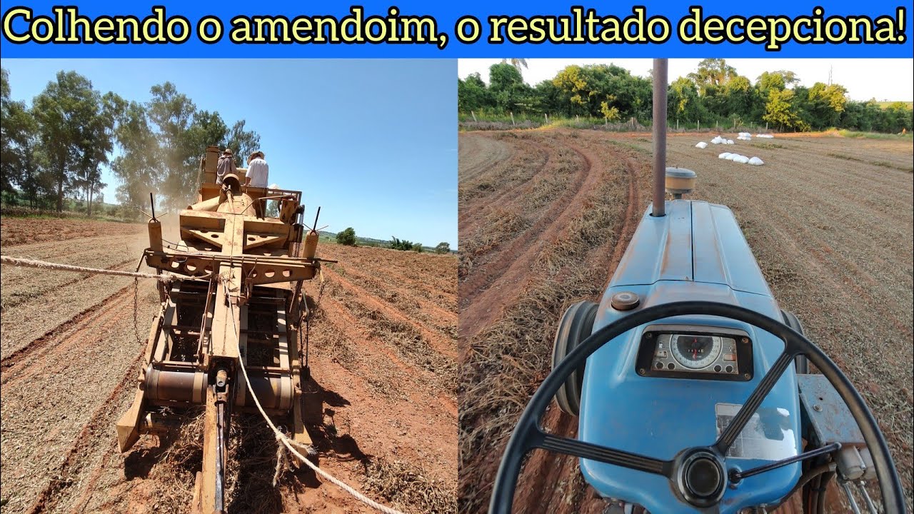 Colhendo amendoim Tatu 2023/2024, o resultado decepciona! Vejam o resultado dessa safra!