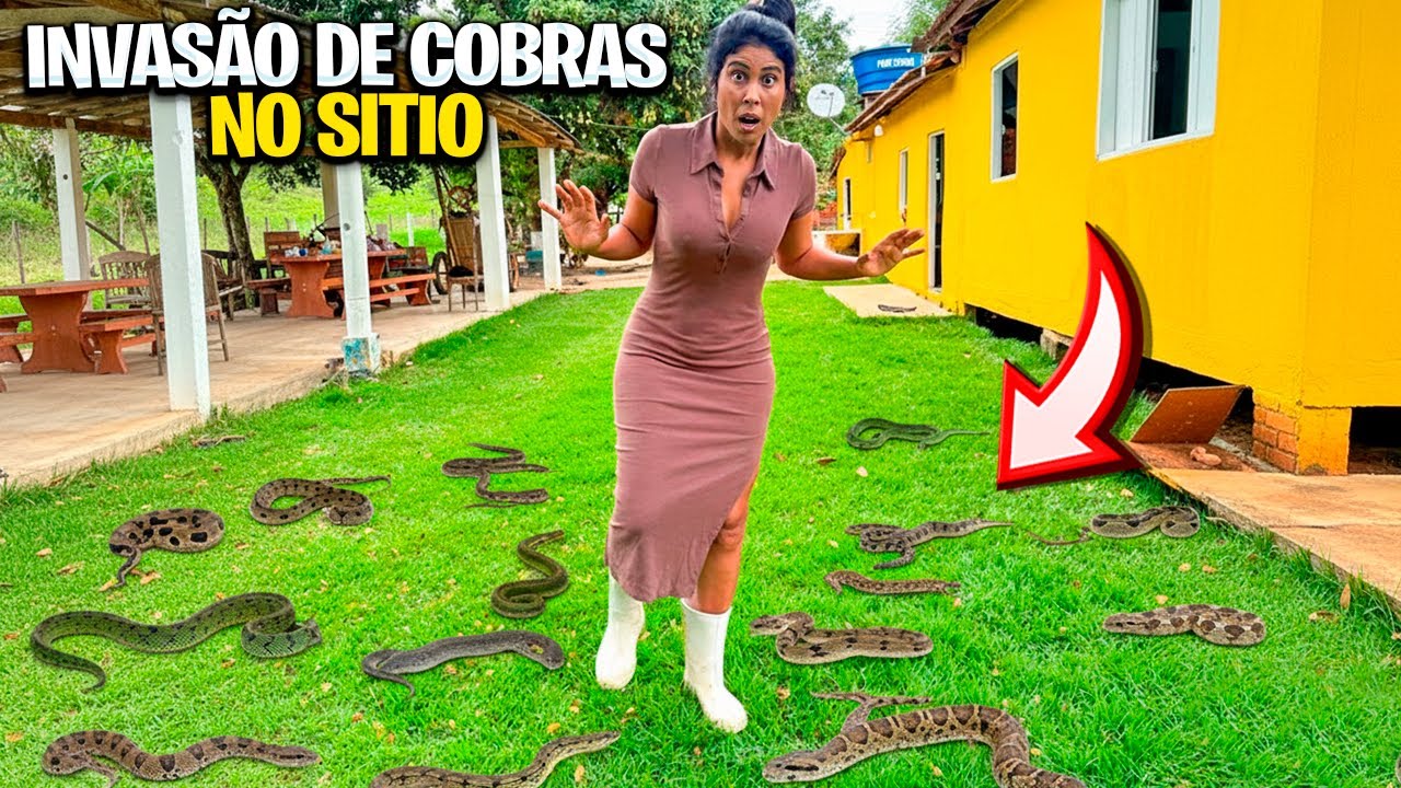 NOSSO SÍTIO FOI INVADIDO POR COBRAS VENENOSAS *não sei o que fazer