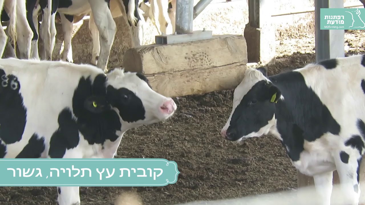 העשרה סביבתית - התנהגות טיפוח - גירוד - עשה זאת בעצמך