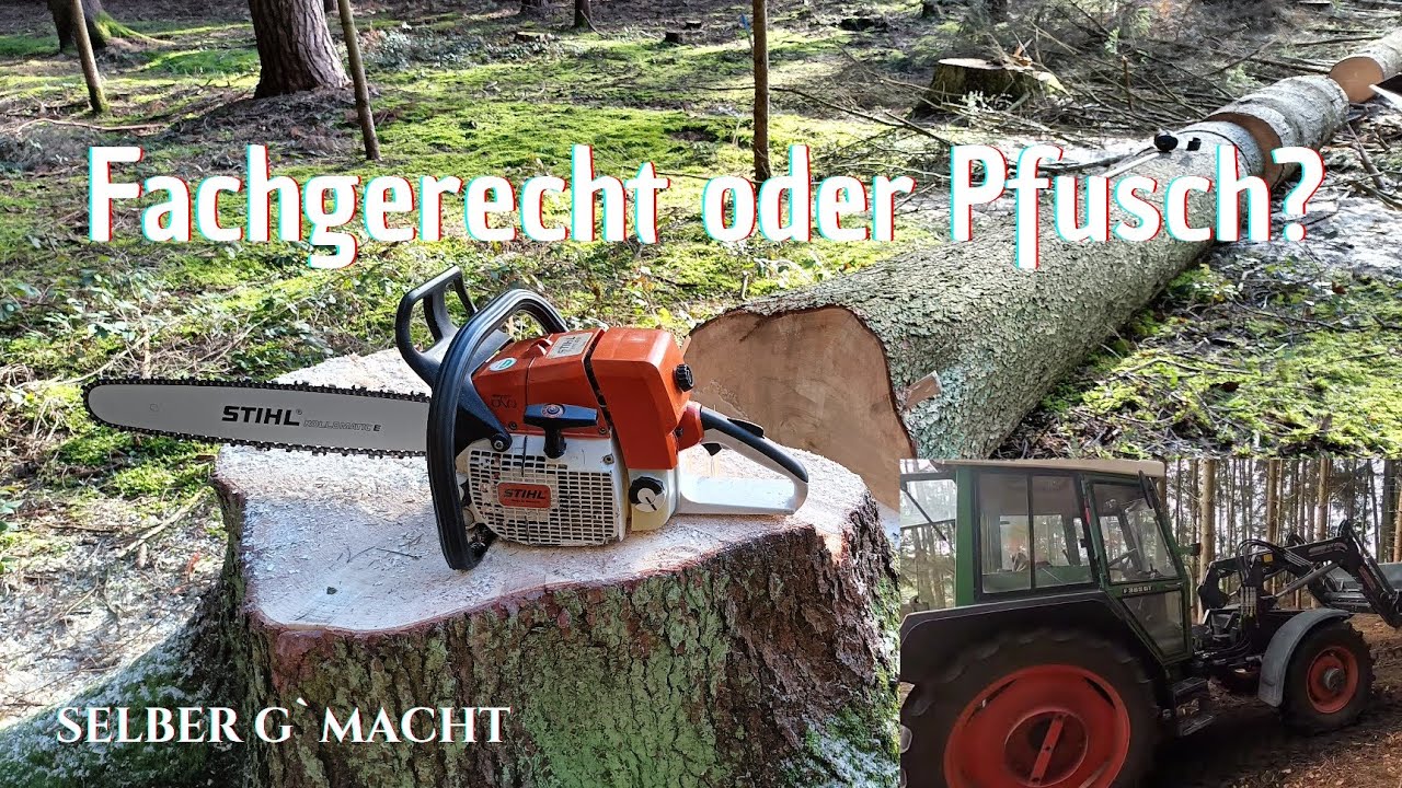 Dicke Fichte selber fällen | FENDT GTA | Stihl
