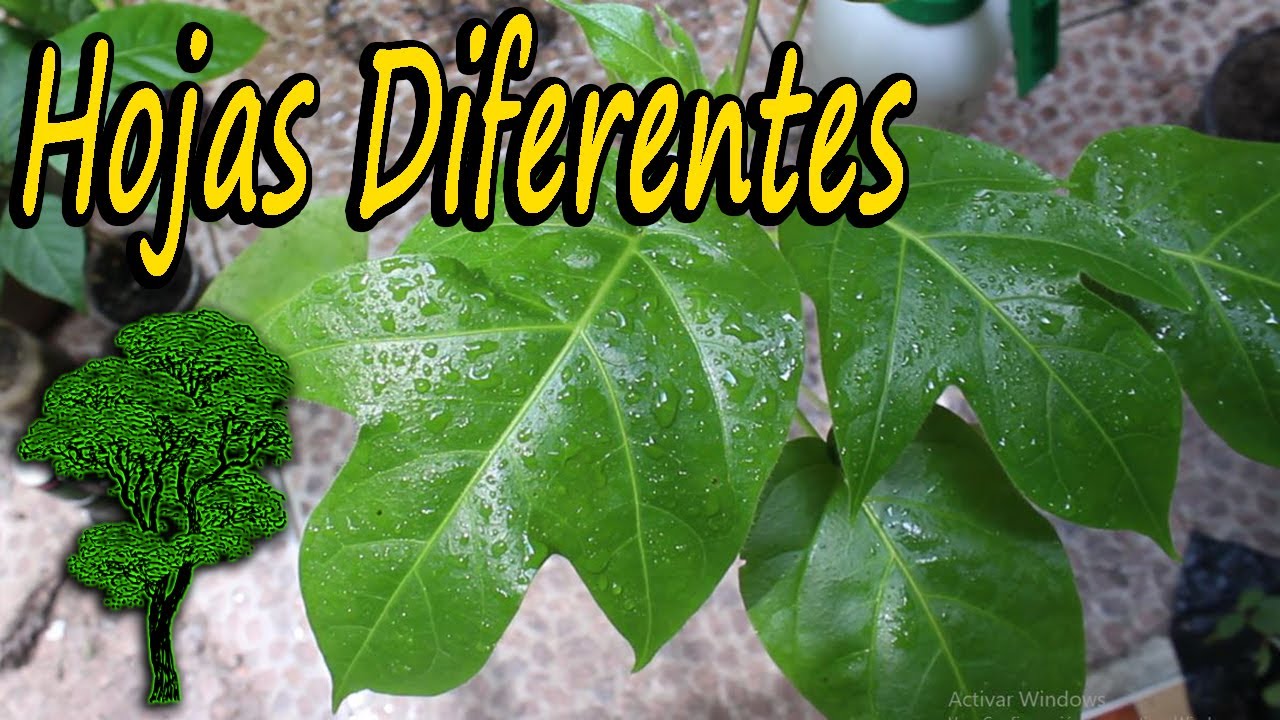 TIPOS DE HOJAS en una Planta🌿🌱🍃🍅 | Escuela de botánica online |Tomate de árbol