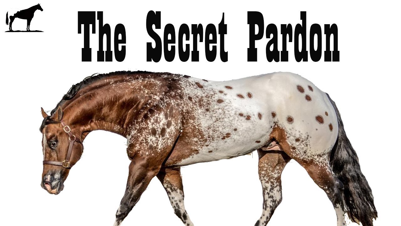 El Appaloosa Mas Hermoso Del Mundo 🐴-Del Cerro Soy