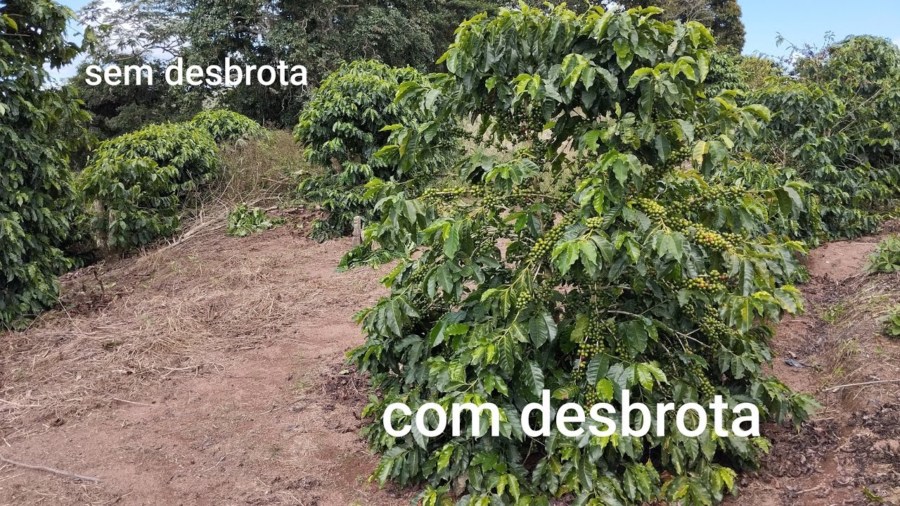 Duas lavoura uma da café a outra não