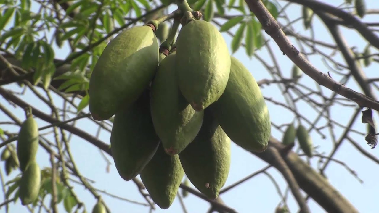 Ceiba pentandra silk cotton Java kapok Ceiba tree