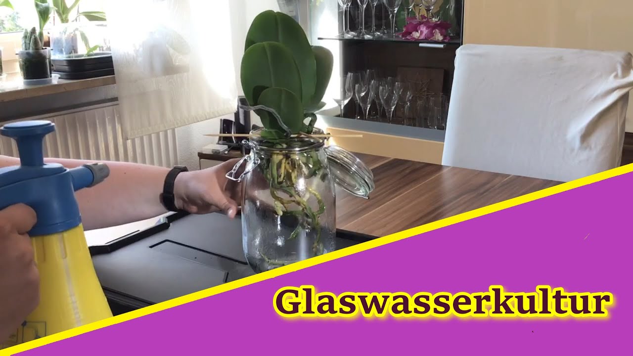 Phalaenopsis zieht um in Glaswasserkultur