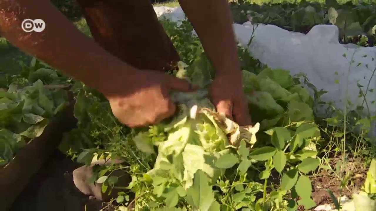 Mülltauchen, Foodsharing - gegen den globalen Wegwerfwahnsinn | Journal Reporter