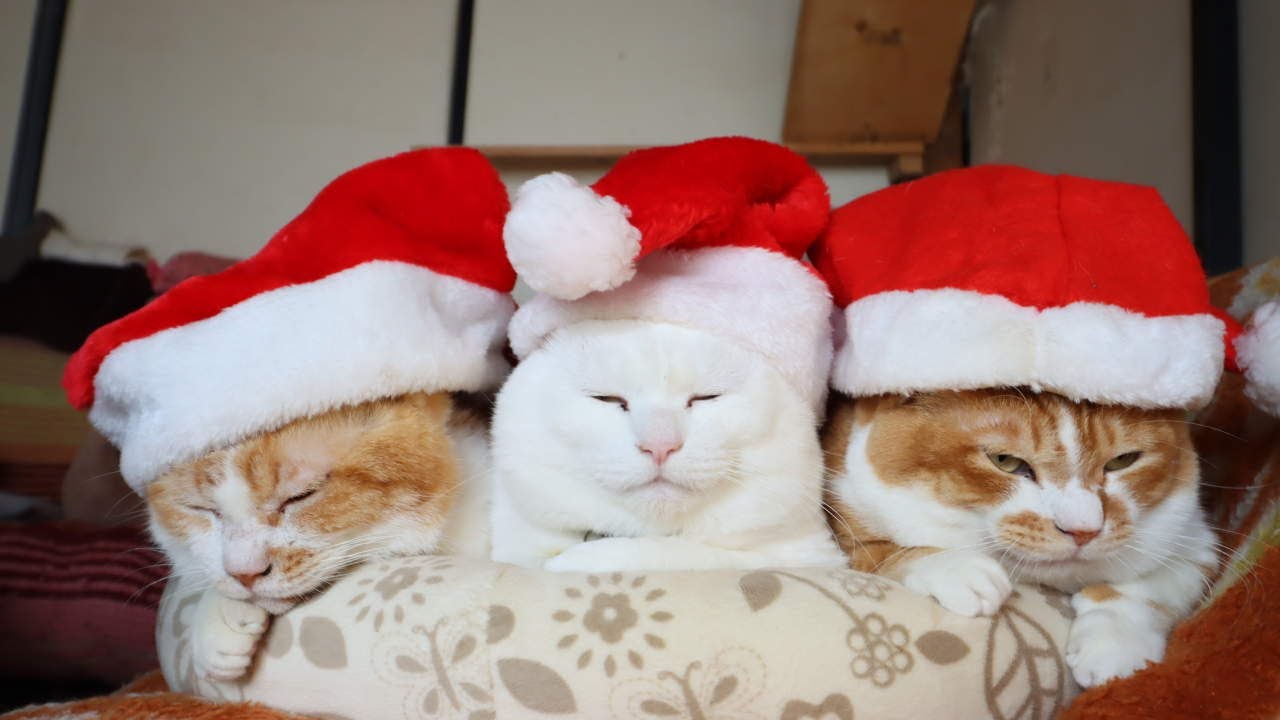 クリスマス　サンタ帽子　のせ猫　　Santa Claus hats　251224