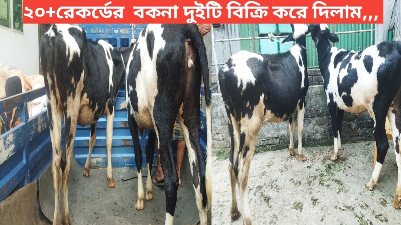 ২০+ রেকর্ডের আরও দুটি বকনা পাঠালাম নোয়াখালী,, 