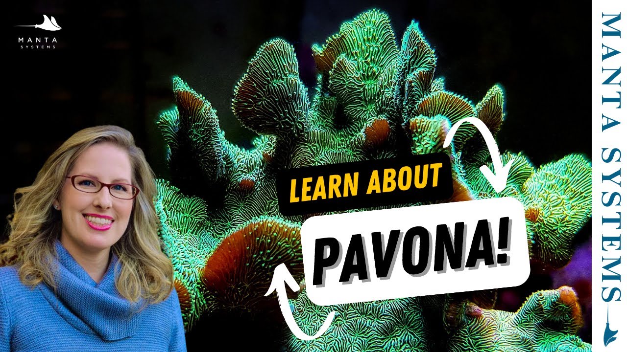 Pavona Coral Care Guide