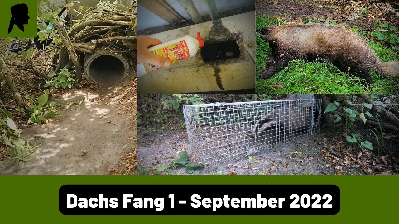 Dachs Fang in Dose-Wipprohrfalle//Fangsteig reinigen mit Laubbläser//Jagd 2022//TrapperInfo