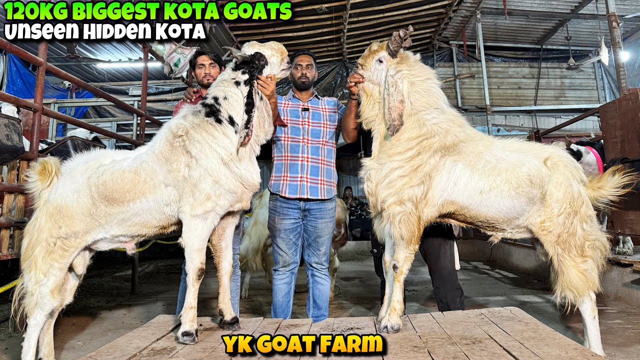 BIG EXTREME HEAVY KOTA Goats of KHALIL PAVANE YK Goat Farm🤩🤯