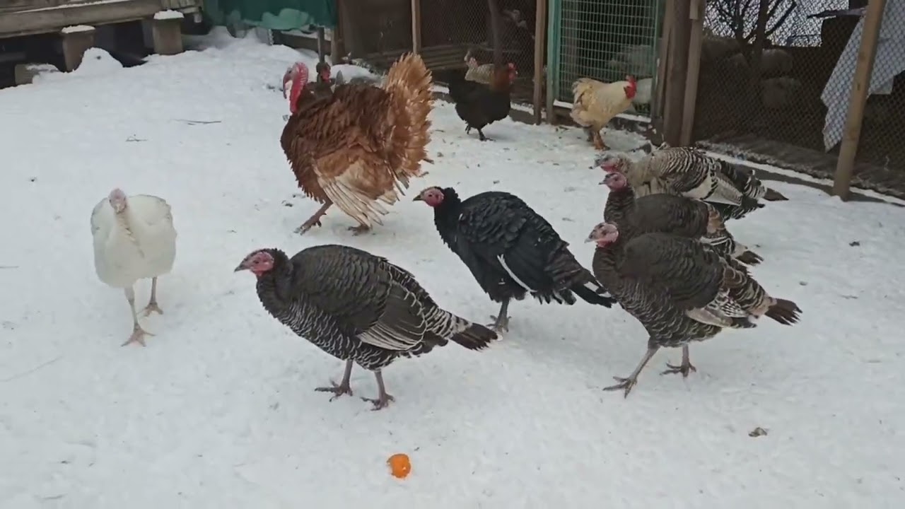 A new turkey in the yard gets acquainted with the females