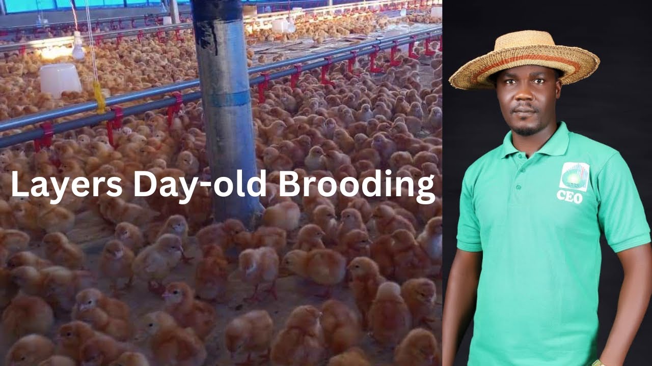 Brooding of Day-old Layers chicks with Modern facilities (Poultry Farming in 2025)