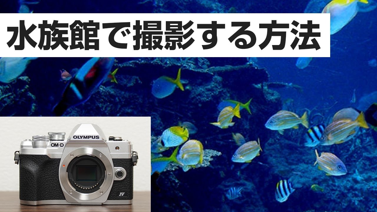 OLYMPUS OM D EM 10 markⅣ水族館の撮影の方法